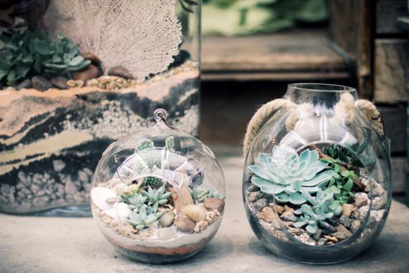 Desert Terrariums with Terrian