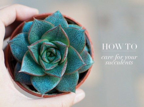 how-to-care-for-your-succulents5