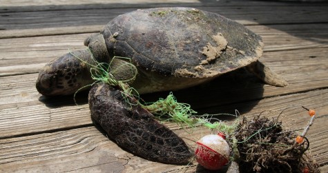 We are to Blame for Beach Pollution
