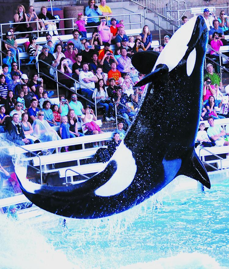 Less Tricks for Killer Whales at Sea World