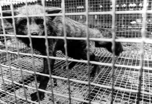 The Truth Behind the Fur Industry