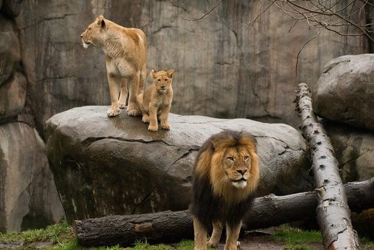 Should Zoo Animals Be Set Free?