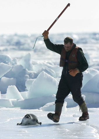 A helpless baby seal moments before slaughter