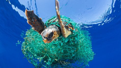 Great Pacific Garbage Patch Is a Threat to the Planet