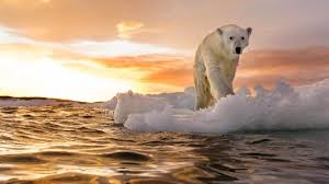 Polar Bear in the Arctic with the sun beaming down 