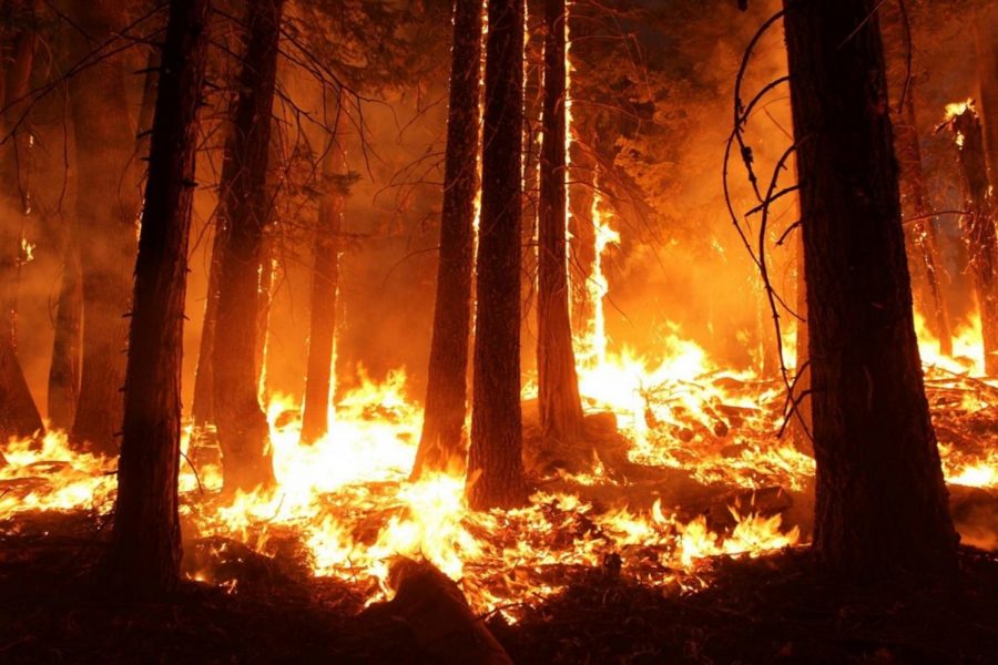Amazon forest burning. 