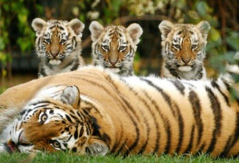Endangered Animals Need Protection
