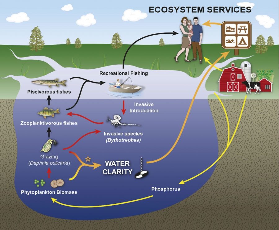 Invasive Species Disruptive to Native Ecosystem – The Patriot Post