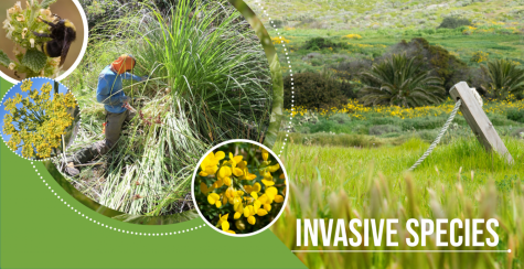 Invasive Species Disruptive to Native Ecosystem
