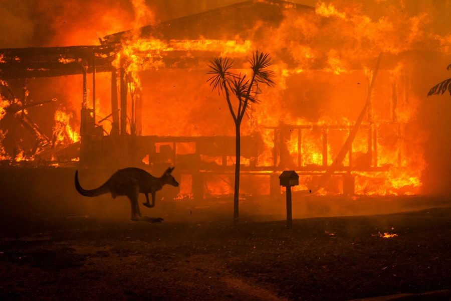 A kangaroo fleeing past a burning home in New South Wales, Australia. Photo taken during the day on New Year’s Eve.
