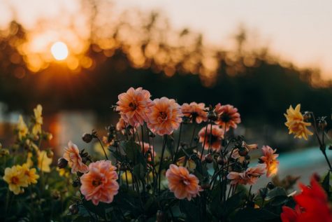Picture of flowers
at sunset