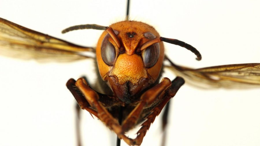 Murder Hornets are Identified in Washington State