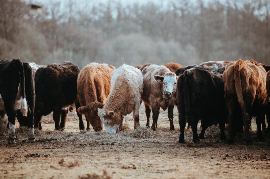 A herd of cows standing in a line 