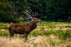 An elk in the wild