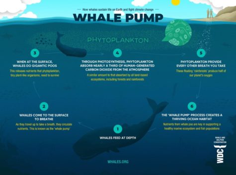How the whale pump process works in the ocean
