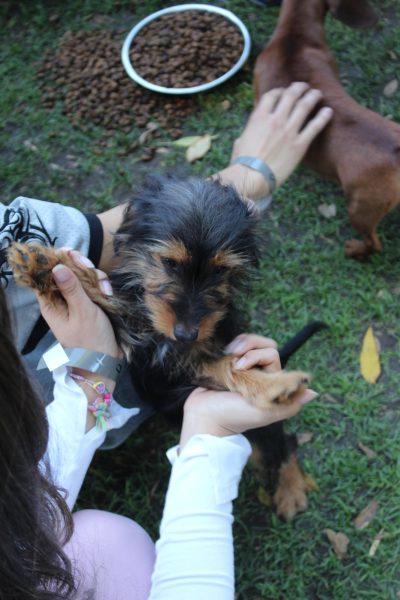 Birmingham Students Respond Positively to Educare After-School Puppy Petting Event