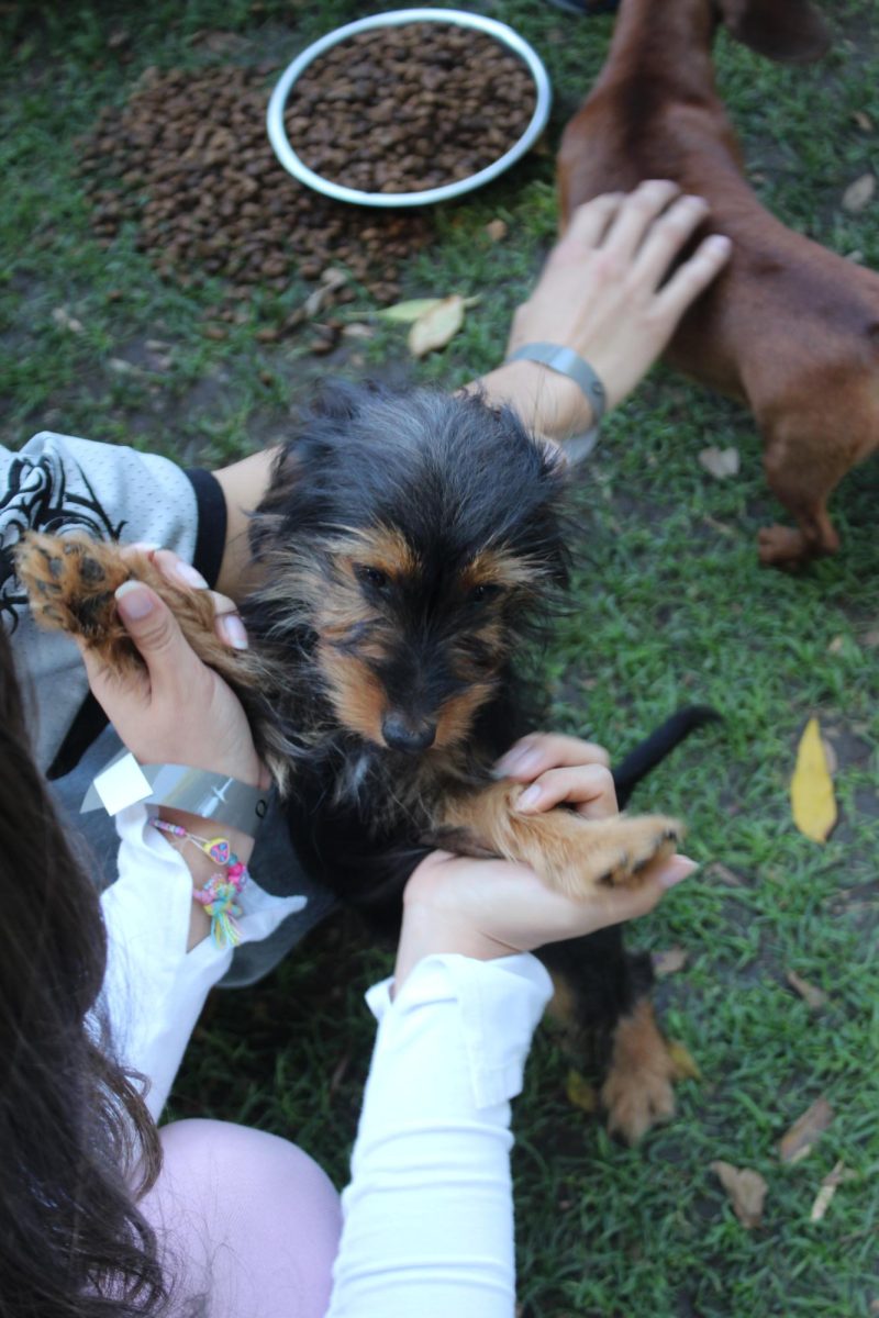 Students petting puppies in the quad (photo: Christopher Mowry (12))