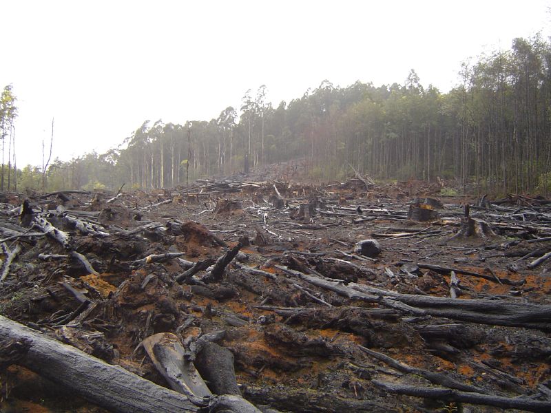 This is what deforestation looks like on a bigger scale. 
(Image: Wikimedia Commons)